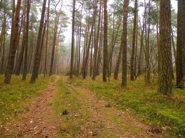 Paysage Pinède Dans Zone Côtière Mer Baltique Belle Nature Nord — Photo