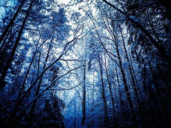 Kış orman manzarası. Doğa konsepti, soyut filtre tonu.