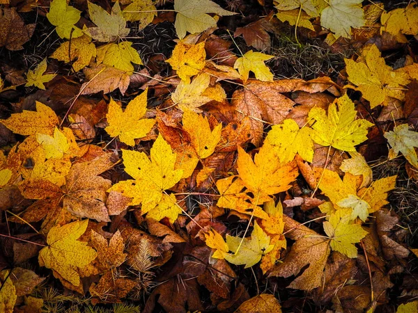 Gelbe Herbstblätter Als Hintergrund Der Natur Goldener Herbst Kopierraum — Stockfoto