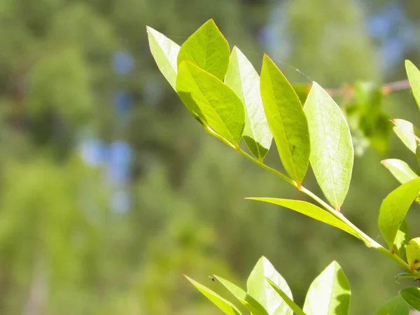 stock image Close up of bush and it's green leaves. Flora of Tuchola Forest region in Poland. Nature background, summer. Copy space.