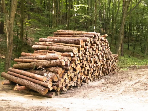 Hromada Dřevěného Trámu Broušení Lesa Koncepce Ochrany Životního Prostředí — Stock fotografie
