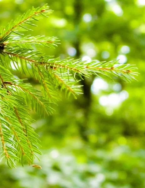 Nahaufnahme Des Fichtenzweiges Kopierraum Naturkonzept Stockbild