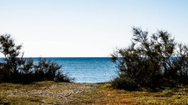Akdeniz kıyılarındaki çürük ağaçlar, Treni kıyıları. Akdeniz doğası. Tatiller ve doğa konsepti. Mavi gökyüzünde uzayı kopyala. Vada, Toskana Bölgesi, İtalya,
