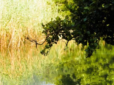 Dal ve gölet suyunu doğa arka planı olarak kapatın. Kopyalama alanı, Balkan doğa kavramı.