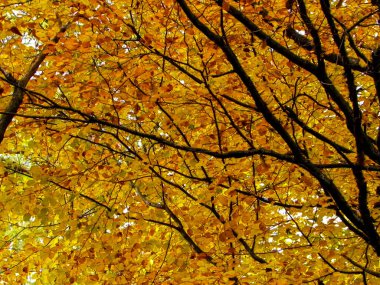 Doğada sarı yapraklı dallar. Ormanda altın sonbahar, kopyalama alanı.