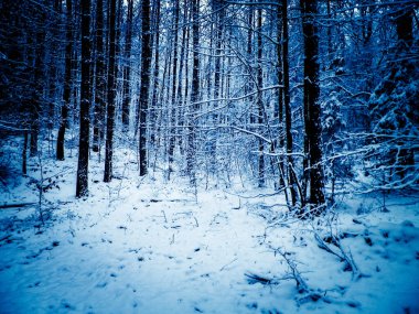 Kış orman manzarası. Doğa konsepti, soyut filtre tonu.