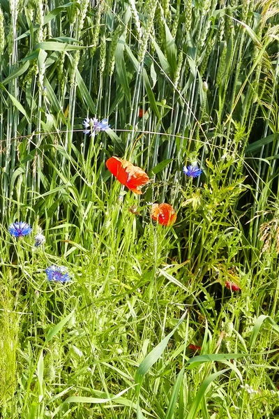 Prato Con Fiori Papavero Come Sfondo Naturale Concetto Natura — Foto Stock