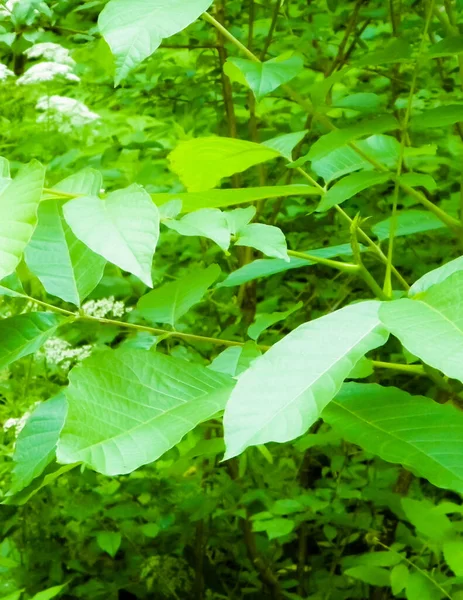 Green Leaves Nature Background Summer Nature Concept — Stock Photo, Image