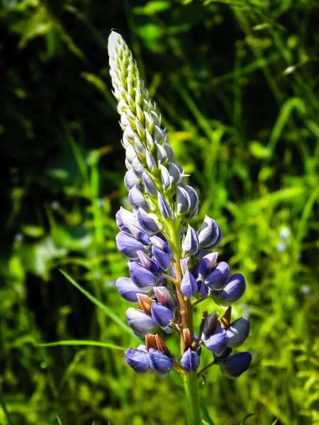 Gros Plan Fleur Lupin Bleu Lupinus Nature Polonaise Heure Été — Photo