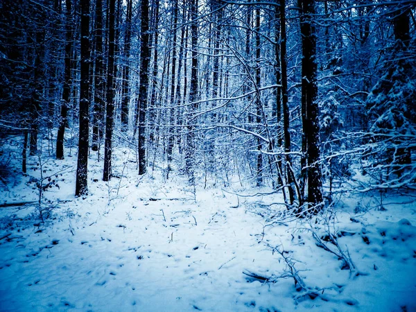 Kış orman manzarası. Doğa konsepti, soyut filtre tonu.