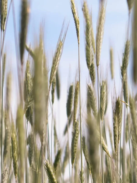 Близько Пшеничного Заводу Сільське Господарство Концепція Природи Фон Природи — стокове фото