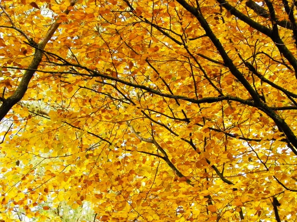 Větve Žlutými Listy Jako Přírodní Pozadí Zlatý Podzim Lese Kopírovací — Stock fotografie