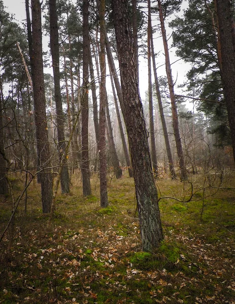 지역에 소나무 폴란드 북부의 아름다운 특성을 축일과 — 스톡 사진