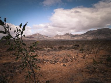 Çöl - Lanzarote 'nin tipik manzarası, Kanarya Adaları. Seyahat ve doğa kavramı.
