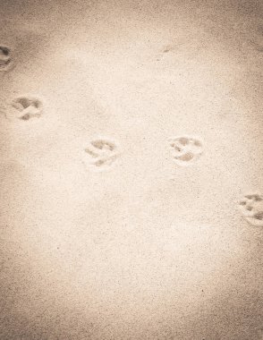 Kumda tilki pençesi izleri var. Doğa geçmişi. Boşluğu kopyala.