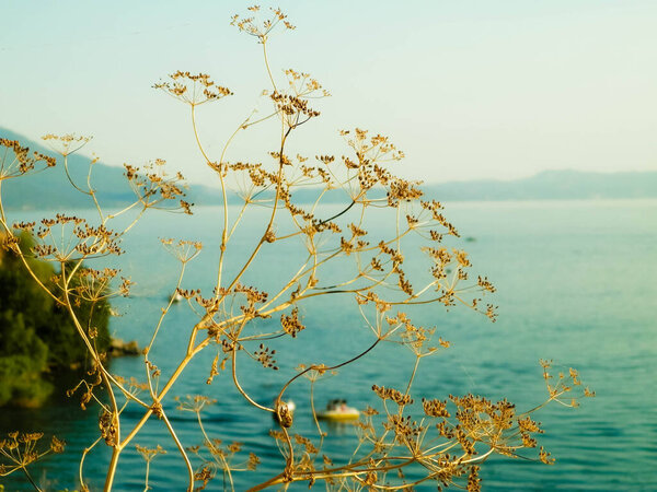 Close up of dried plant and beautiful water of Ochrid Lake, Macedonia. Balkan nature and travel concept.