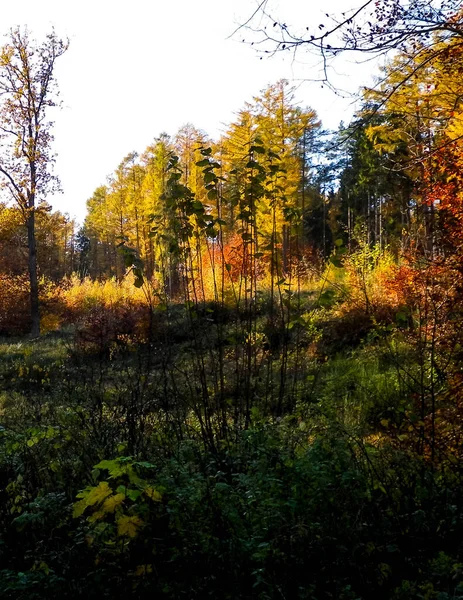 秋天的森林 复制天空的空间 秋季季节自然和天气概念 — 图库照片