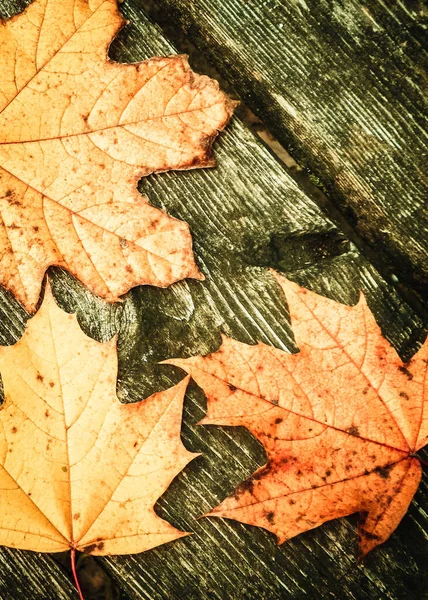 Hojas Otoño Sobre Tabla Madera Como Fondo Natural Copiar Espacio — Foto de Stock