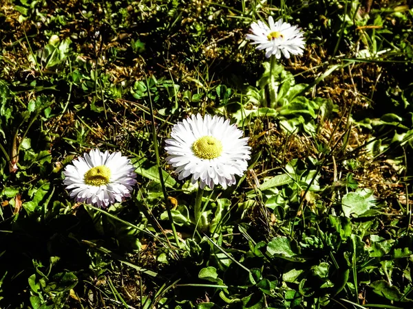 Gros Plan Des Fleurs Marguerite Nature Fond Printemps Saison Nature — Photo