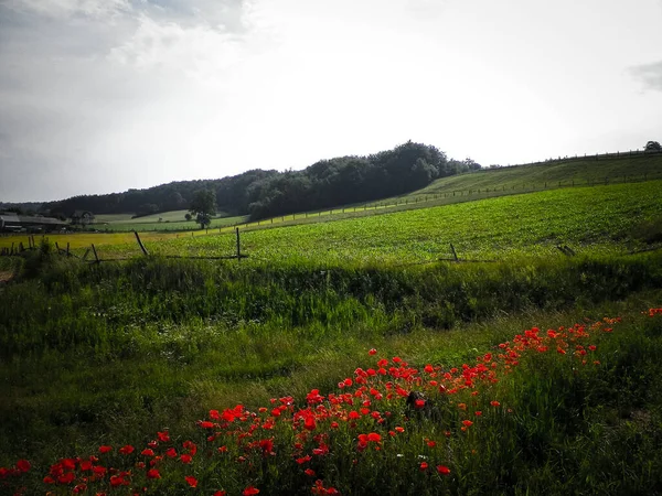 ケシの花でいっぱいの牧草地 夏の自然コンセプト — ストック写真