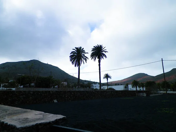 Palmeras Haria Lanzarote Islas Canarias Haria Nombrada Como Ciudad Las — Foto de Stock