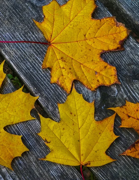 Herbstblätter Auf Holzplanken Als Naturhintergrund Kopierraum — Stockfoto
