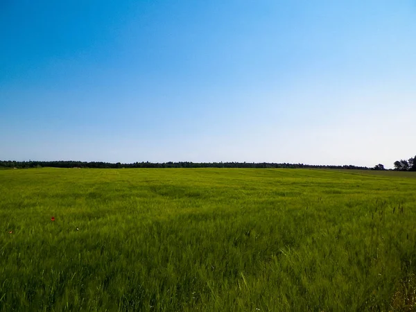 Naturlandschaft Mit Grünem Feld Kaschubian Dorf Natur Und Landwirtschaftskonzept — Stockfoto