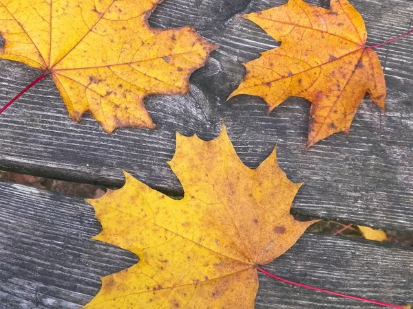 Herbstblätter Auf Holzplanken Als Naturhintergrund Kopierraum — Stockfoto