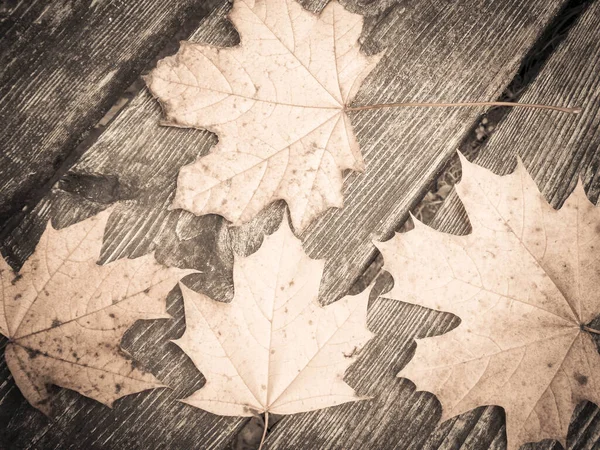 Hojas Otoño Sobre Tabla Madera Como Fondo Natural Copiar Espacio — Foto de Stock