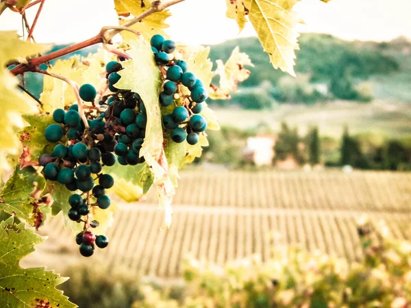 Großaufnahme Von Traubenfrüchten Weinstock Landwirtschaft Und Naturkonzept Kopierraum — Stockfoto