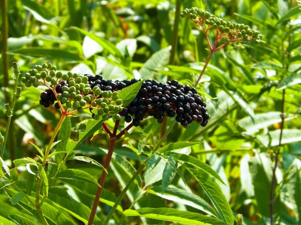 Närbild Vilda Bär Medelhavsflora — Stockfoto