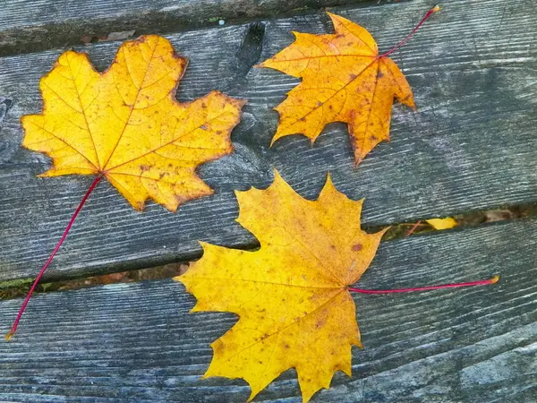 Hojas Otoño Sobre Tabla Madera Como Fondo Natural Copiar Espacio —  Fotos de Stock