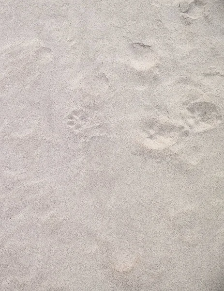 Impronte Zampe Gatto Sulla Sabbia Sfondo Naturale Copia Spazio — Foto Stock