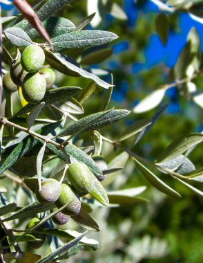 Zeytin ağacının dalındaki yeşil zeytinleri kapatın. Tarım kavramı.