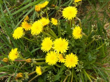 Sonchus çiçeğini kapat. Bahar doğası.