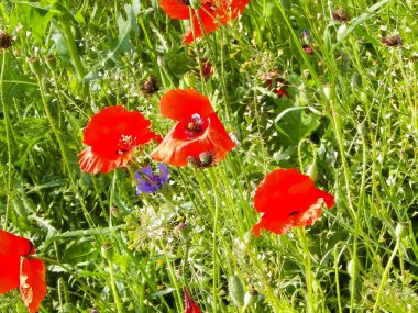 Doğa olarak gelincik çiçekli çayır. Doğa konsepti.