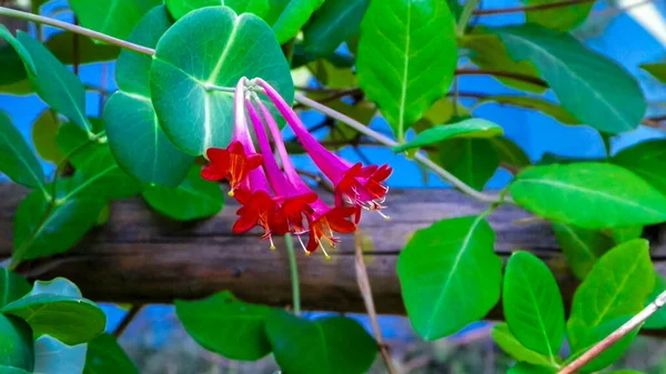 Nahaufnahme Von Rosafarbenen Geißblatt Blüten Lonicera Polnische Natur Sommer Blumen — Stockfoto