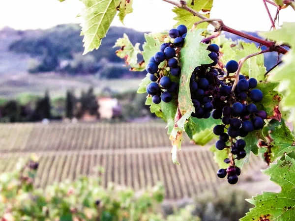 Großaufnahme Von Traubenfrüchten Weinstock Landwirtschaft Und Naturkonzept Kopierraum — Stockfoto