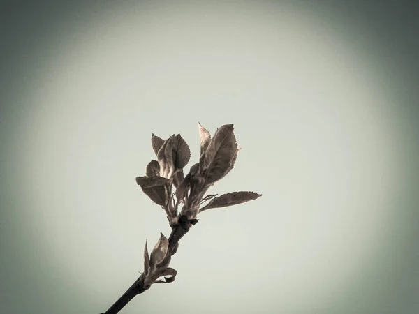 Bourgeons Sur Les Arbres Les Feuilles Vertes Printemps Nature Filtre — Photo