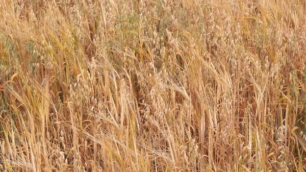 Campo Avena Como Fondo Naturaleza Copiar Espacio Concepto Agricultura —  Fotos de Stock