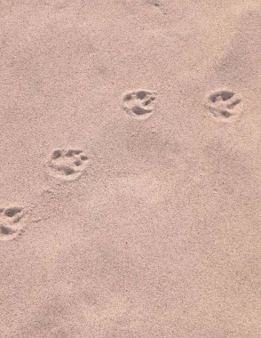 Kumda tilki pençesi izleri var. Doğa geçmişi. Boşluğu kopyala.