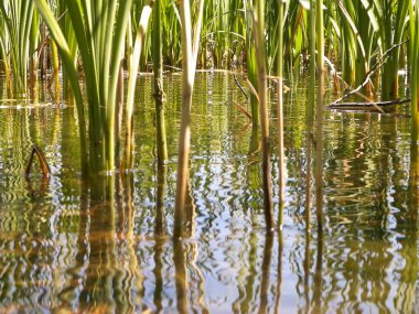 Göl suyundaki Typha tesisine yaklaş. Göl suyunda boşluk kopyala.