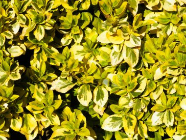 Euonymus Fortei doğa geçmişi olarak ayrılıyor. Bahçe işleri konsepti. Boşluğu kopyala.