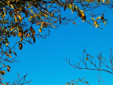Sonbahar yaprakları mavi gökyüzüne karşı doğanın arka planı olarak. Boşluğu kopyala.