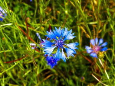 Çiçekli çayır, doğal arka plan olarak. Yaz doğası kavramı.