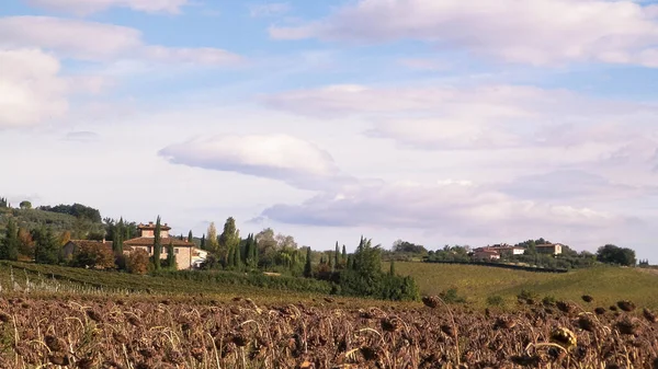 Otoño Toscana Campo Girasoles Secos Concepto Naturaleza Agricultura — Foto de Stock