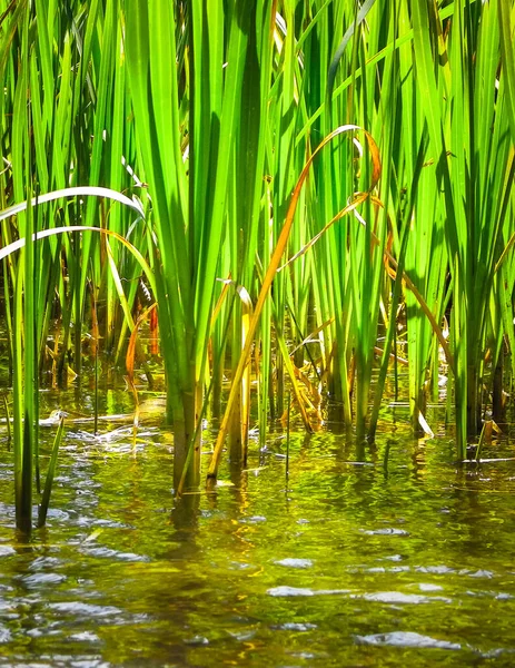 Göl suyundaki Typha tesisine yaklaş. Göl suyunda boşluk kopyala.
