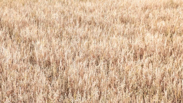 Campo Aveia Como Fundo Natureza Espaço Cópia Conceito Agricultura — Fotografia de Stock