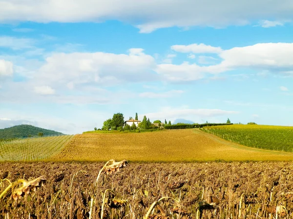 Autunno Toscana Campo Girasoli Secchi Natura Agricoltura — Foto Stock