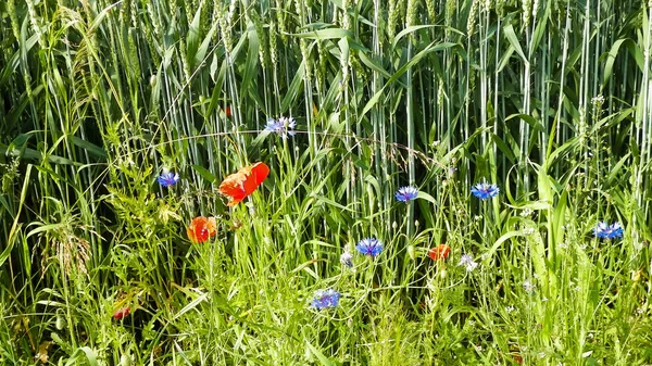 Prado Com Flores Papoula Como Fundo Natureza Conceito Natureza — Fotografia de Stock